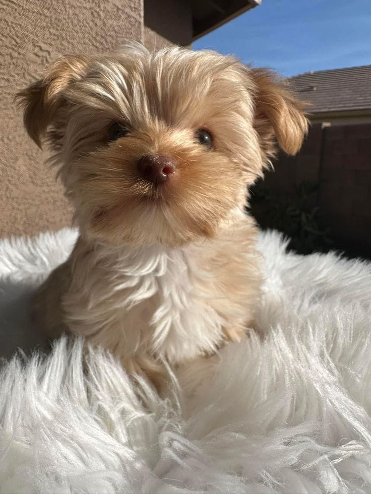 Daisy the golddust Yorkie puppy with beautiful gold coat