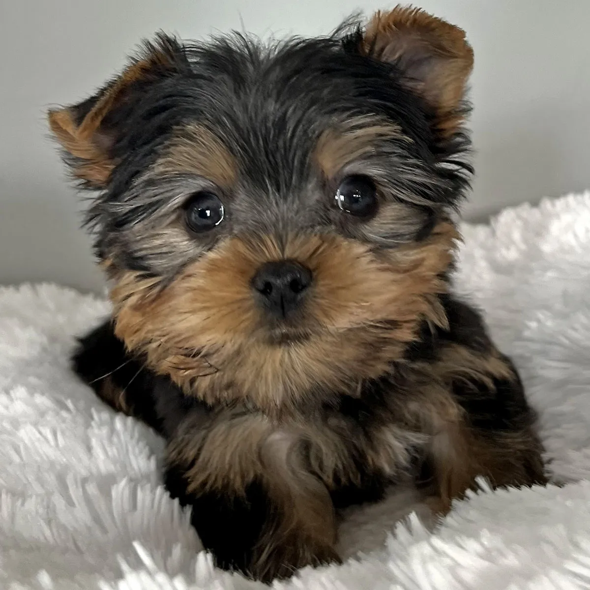 Oliver the Yorkie puppy for sale - male Yorkshire Terrier photo 1